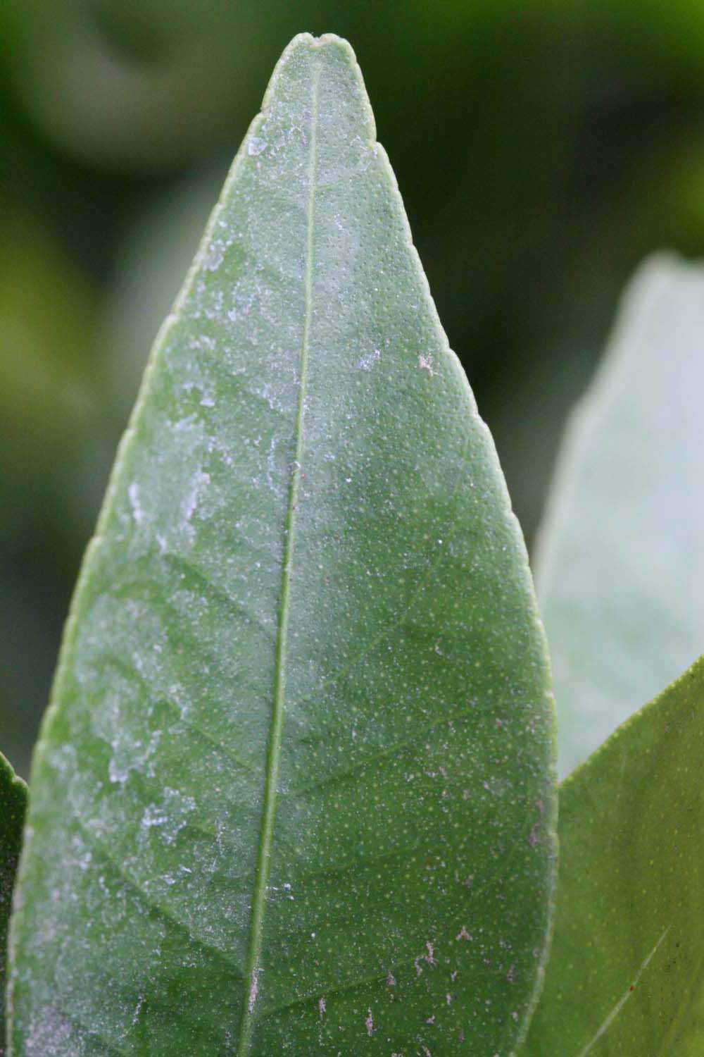              Margin (Riverside, CA)       